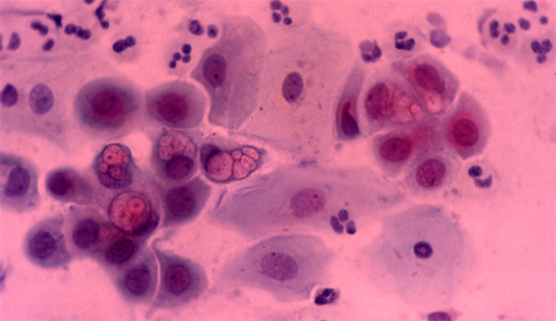 tamponi biologici